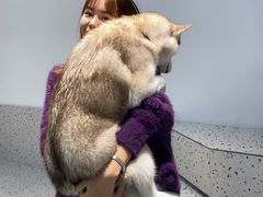 仙子-Husky Go!哈士奇体验馆·宠物咖啡厅狗咖