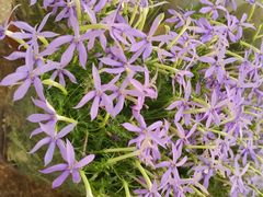 -双季花艺园艺市场(浦东店)