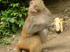-黔灵山公园
