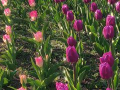 -长春公园(普阳街道)