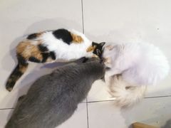 -平行世界·猫咖(首经贸店)