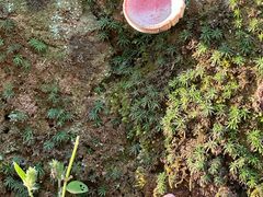 -东天目山风景区