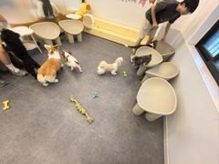 -有喵·猫咖·狗咖·30几只猫10只小狗(岗厦店)