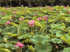 -嘉北郊野公园