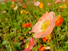 -二沙岛艺术公园