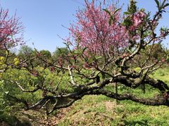-南汇桃花村