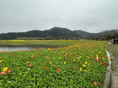 -径山花海
