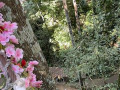 -西双版纳原始森林公园