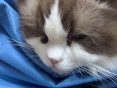-瑞派天宁宠物医院·猫科·异宠中心