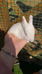 -萌宠亲子动物乐园(槐房万达店)