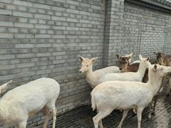 -北京野生动物园