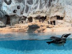 -帝企鹅自助餐厅•儿童岛•真企鹅(长隆企鹅酒店)