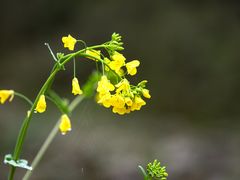-北川羌城旅游区