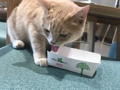 -藏猫猫咖啡主题馆(中央大道店)