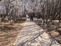 -桃花堤公园