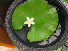-秦美花卉(天朗·莱茵小城2期店)
