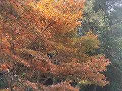 -常德桃花源景区