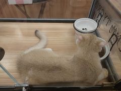 -袖虎·猫馆(体育西路店)
