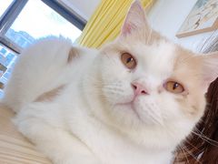 -猫在这儿猫咪咖啡馆·撸猫馆