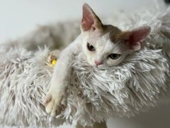 -山宅一喵德文卷毛猫舍