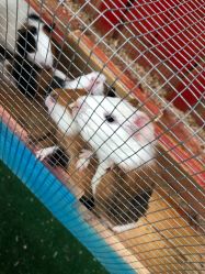 -萌宠亲子动物乐园(槐房万达店)