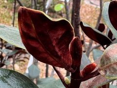 -云溪植物园