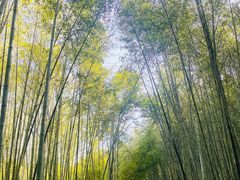 -广州市石门国家森林公园