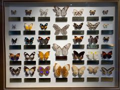 -上海昆虫博物馆