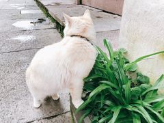 -紫阳古街