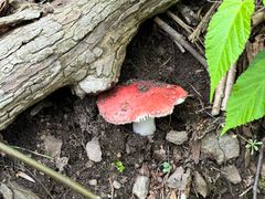 -素山寺森林公园