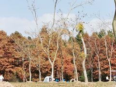 -上海滨江森林公园