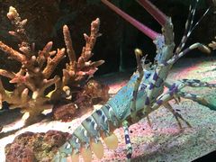 -暹罗海洋世界