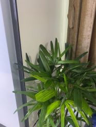 -洁铭新加坡医美