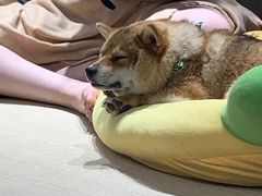 -逗柴咖啡屋·狗咖猫咖宠物桌游
