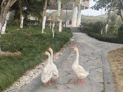 -宁波九龙湖开元度假村