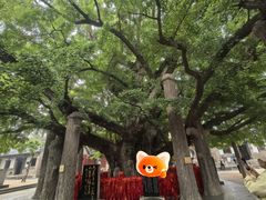 -浮来山风景区