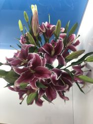 点击看大图 -大麦微针植发丨全国连锁