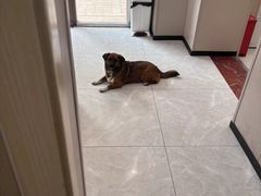 -瑞鹏宠物医院·超声·骨科·奇麟分院(蜀都万达店)