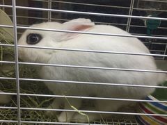 -藦茜花园宠物主题亲子互动体验馆(国顺东路店)