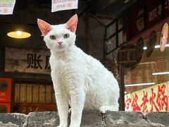 -饭粑跎老重庆蹄花·非遗地标菜(较场口店)