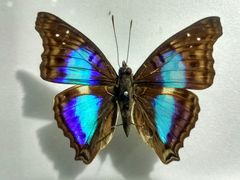 -上海昆虫博物馆