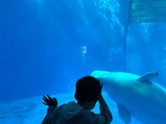 -海合安成都极地海洋公园
