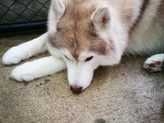 -TrueLove @ Neverland (Husky Cafe)