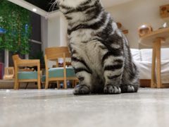 -藏猫猫咖啡主题馆(中央大道店)