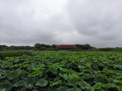 -荷塘月色湿地公园·向阳花洲