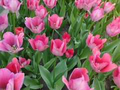 -北京世界花卉大观园