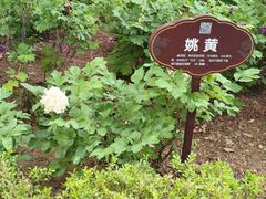 -洛阳市牡丹公园