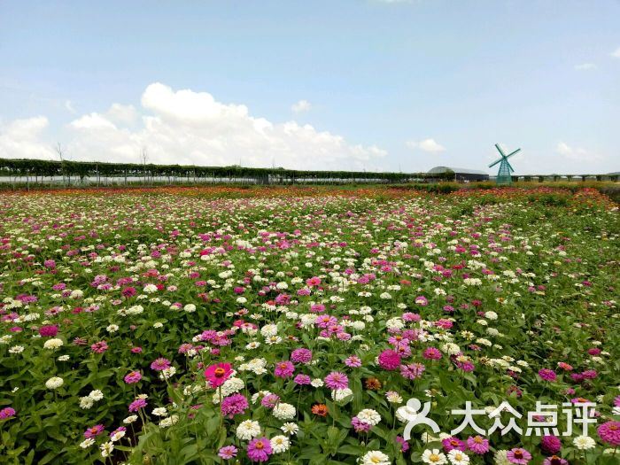 中山食出开心农场图片 - 第5张