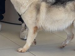 -怪兽屋·羊驼·猫咖·狗咖(俊华广场店)