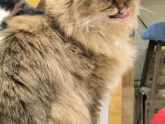 -滚猫咖啡·猫咖·猫友好撸猫(未来城店)